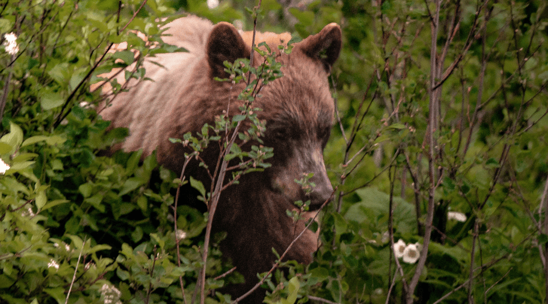 Wat onze hersenen ons (niet) vertellen over sociale grenzen