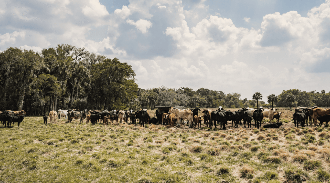 Authenticiteit in een wereld vol regels