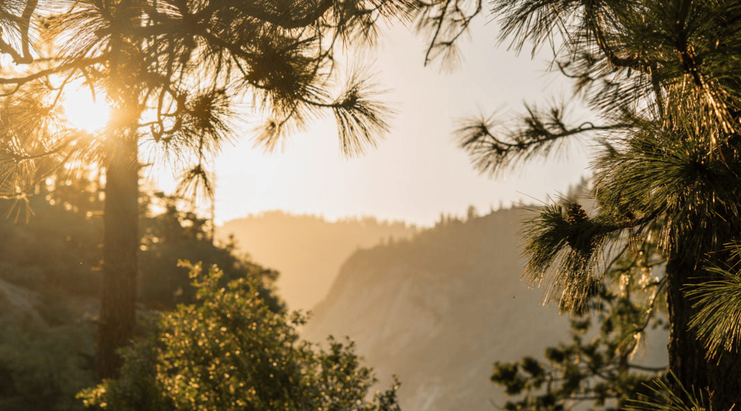 De kracht van dankbaarheid
