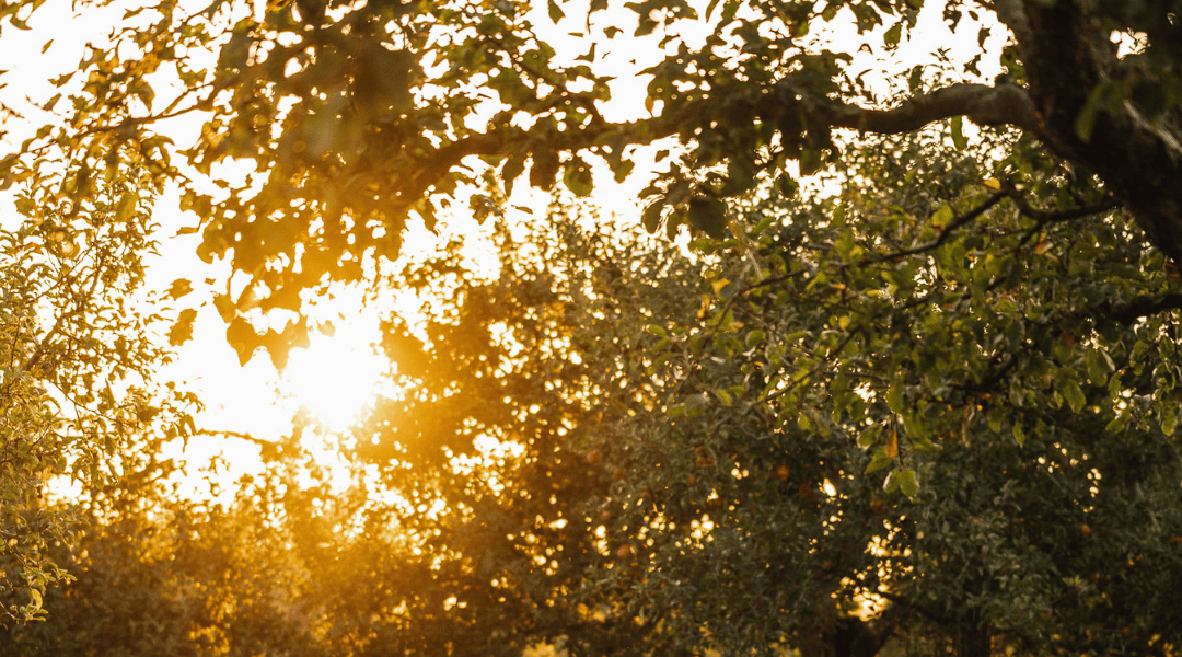 Wij Nederlanders zijn verwend