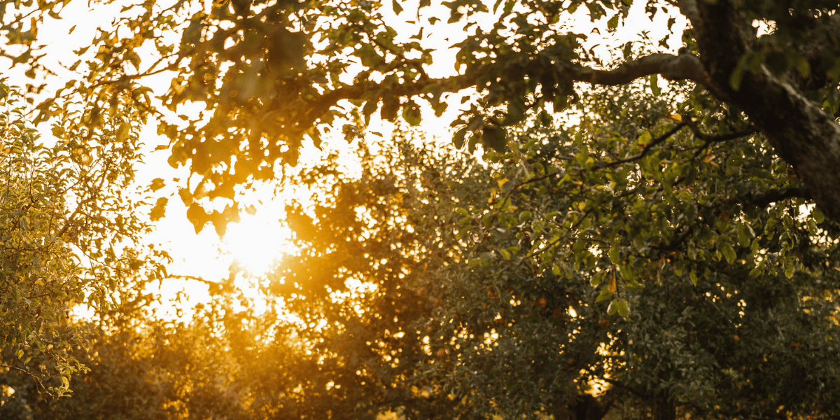 Wij Nederlanders zijn verwend